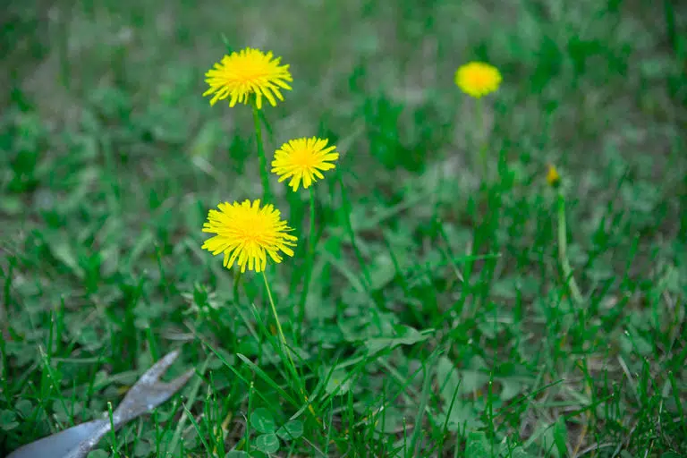 How Does Fertilizer Kill Weeds?