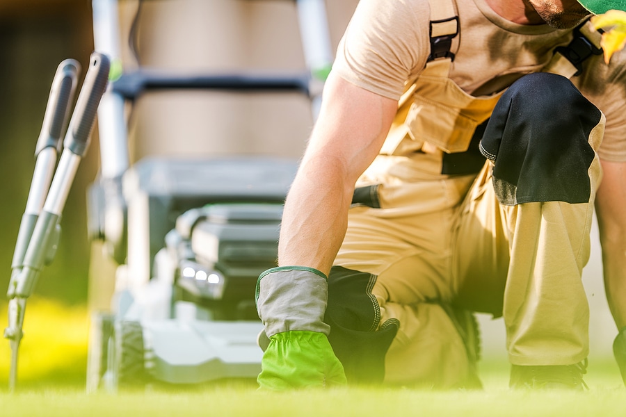 5 Common Summer Lawn Diseases