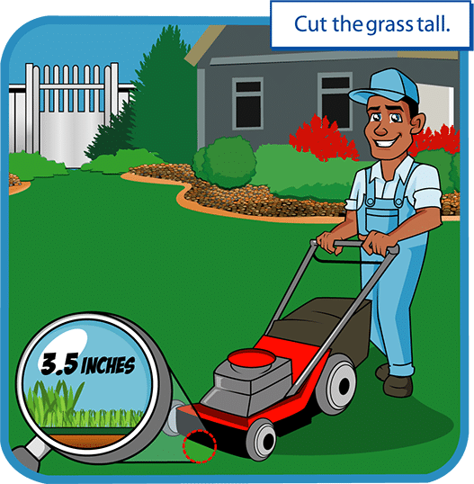 residential lawn care