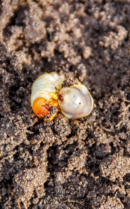 Lawn Grub Control Indianapolis