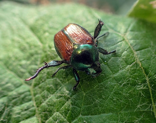 lawn treatment for japanese beetles in Indianapolis