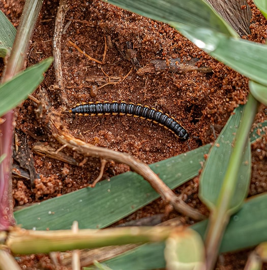 millipede removal service in Indianapolis