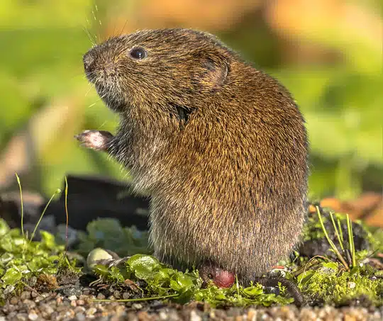 Tackling a Vole Infestation With Blue Duck Lawn Care