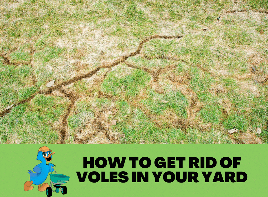 How To Get Rid Of Voles In Your Yard