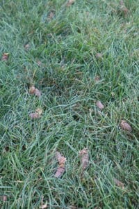 Pulling Plugs aka Lawn Aeration