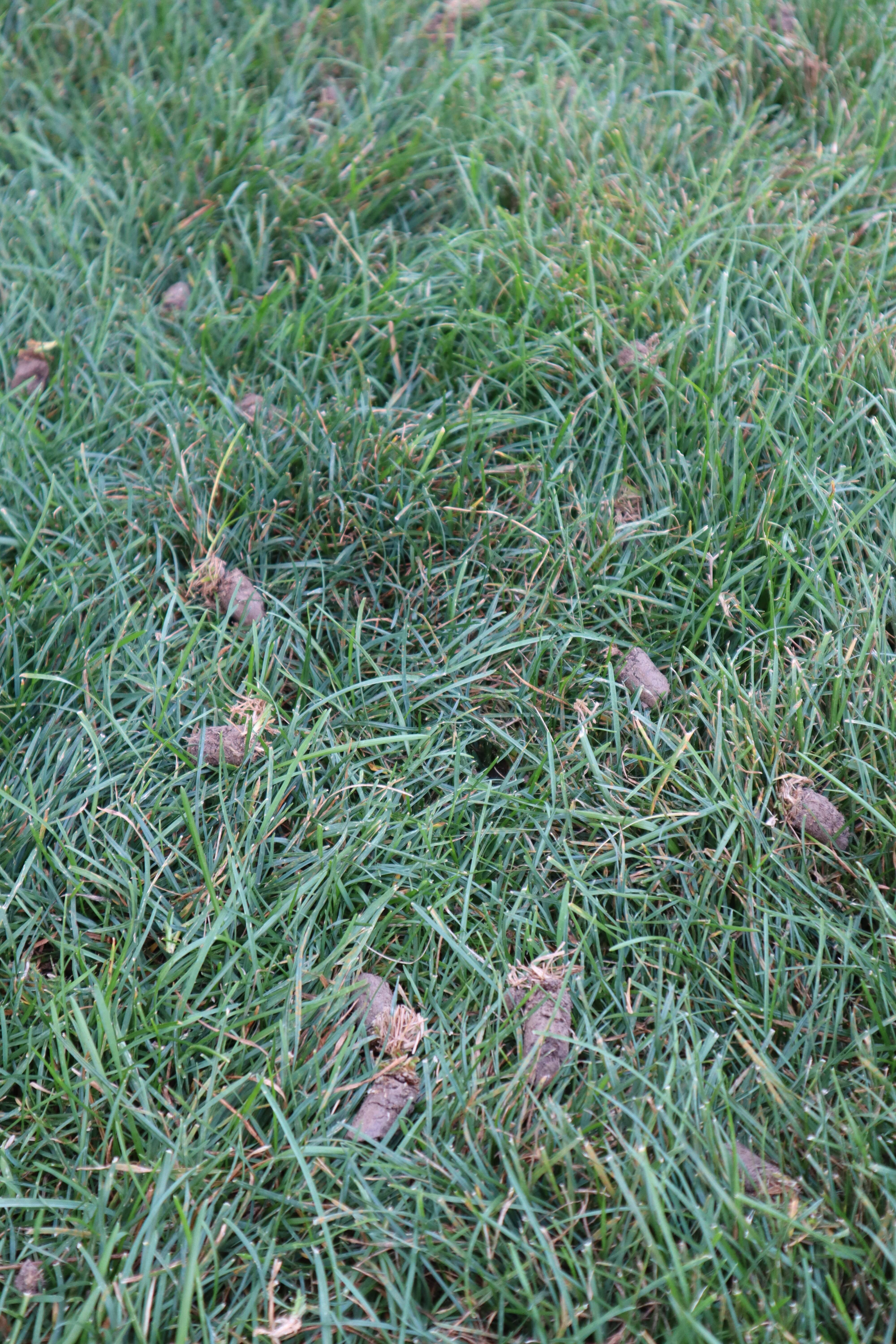 Lawn Aeration: Why It’s Essential for a Healthy Lawn in Westfield, IN