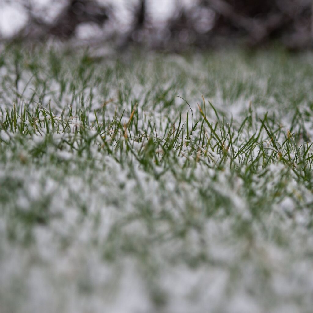The Importance of Winter Fertilization for a Healthy Spring Lawn - Blue ...