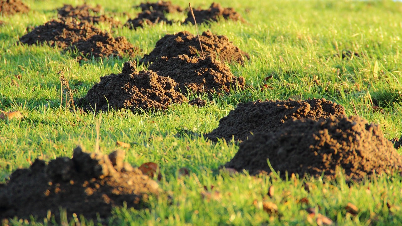 Winter Pest Control: Protect Your Lawn from Cold-Weather Pests