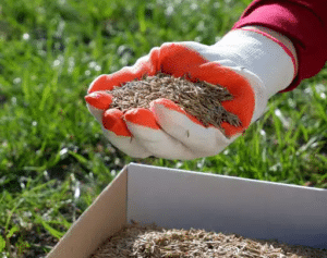 Spring Overseeding