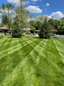 Summer Lawn Care Tips