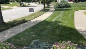 Healthy green lawn after overseeding service by Blue Duck Lawn Care in Indiana neighborhood.