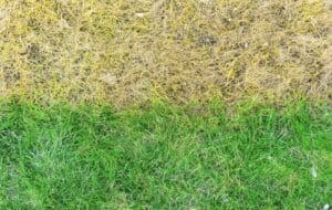 Yellow Lawn After Fertilizing Before and After - Blue Duck Lawn Care