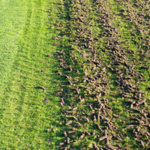 Lawn Aeration Results in Indiana | Blue Duck Lawn Care