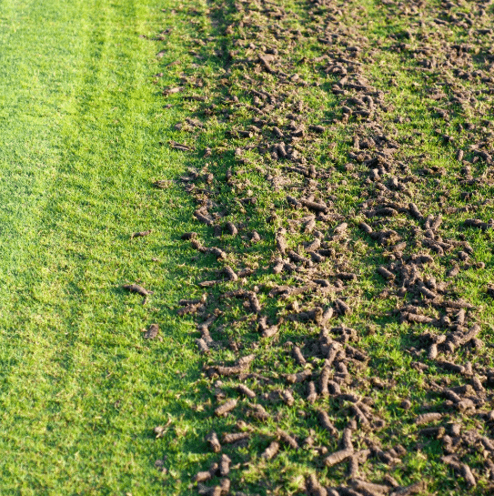 Lawn Aeration Results: How Poor Timing Can Ruin Them
