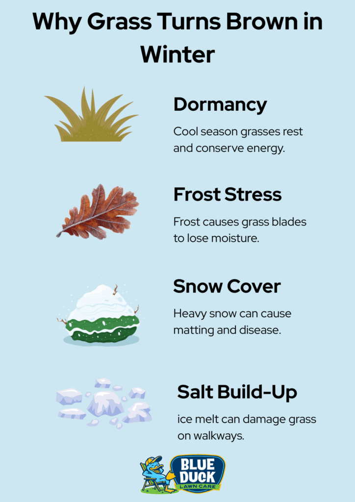 Infographic explaining why grass turns brown in winter, showing four causes—dormancy, frost stress, snow cover, and salt build-up | Blue Duck Lawn Care