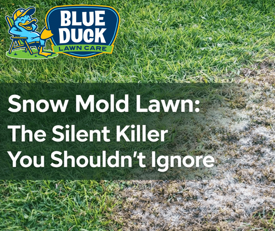 Snow Mold Lawn: The Silent Killer You Shouldn’t Ignore