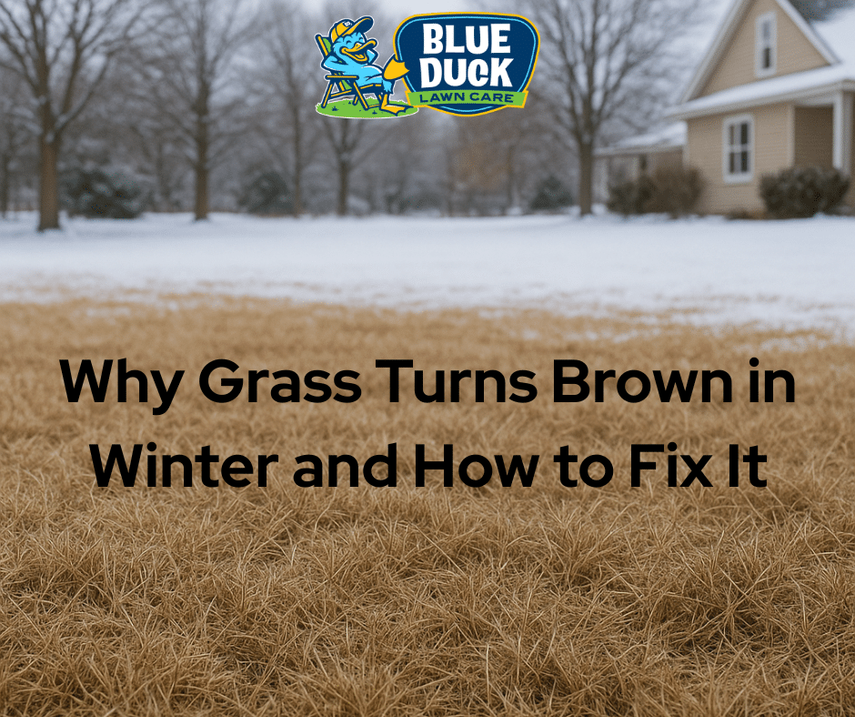 Why Grass Turns Brown in Winter and How to Fix It