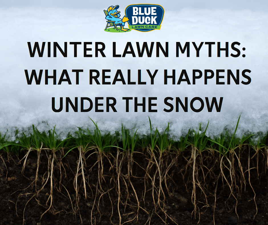 Winter Lawn Myths: What Really Happens Under the Snow