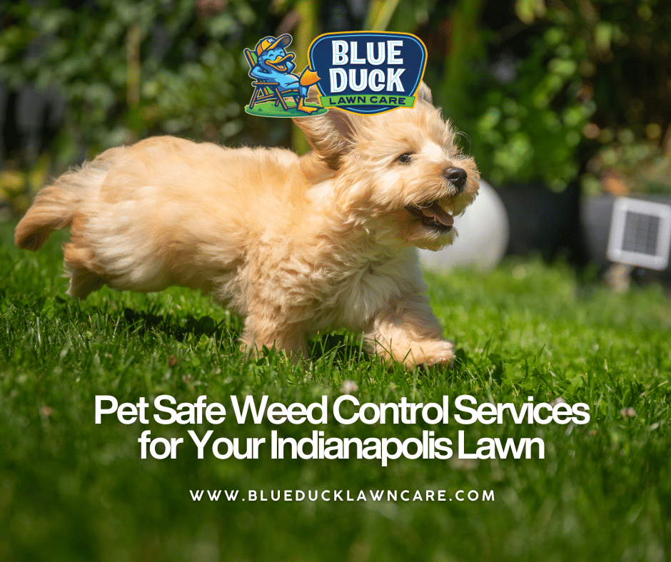 Pet Safe Weed Control Services for Your Indianapolis Lawn
