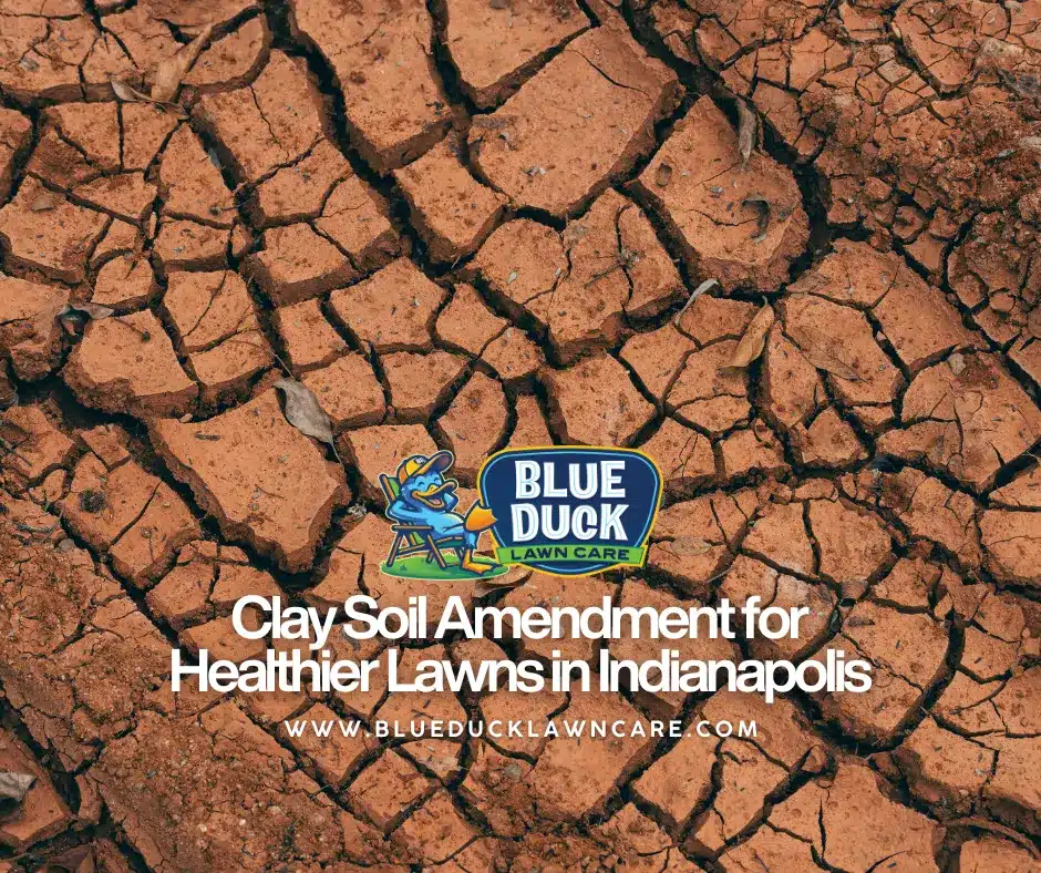 Dry, cracked clay soil in an Indianapolis yard, showing why professional clay soil amendment by Blue Duck Lawn Care is essential for a healthy, thriving lawn.