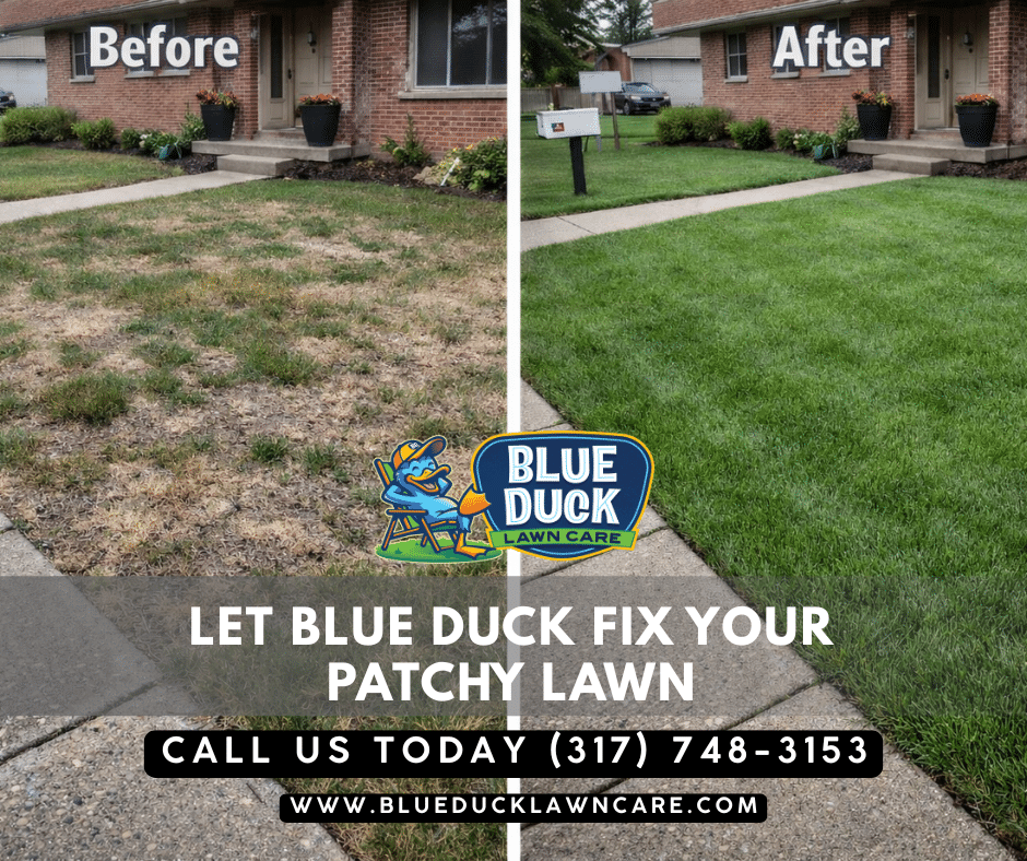 Before and after photo showing how to fix a patchy lawn, transformed from brown and thin to lush and green by Blue Duck Lawn Care in Indianapolis.