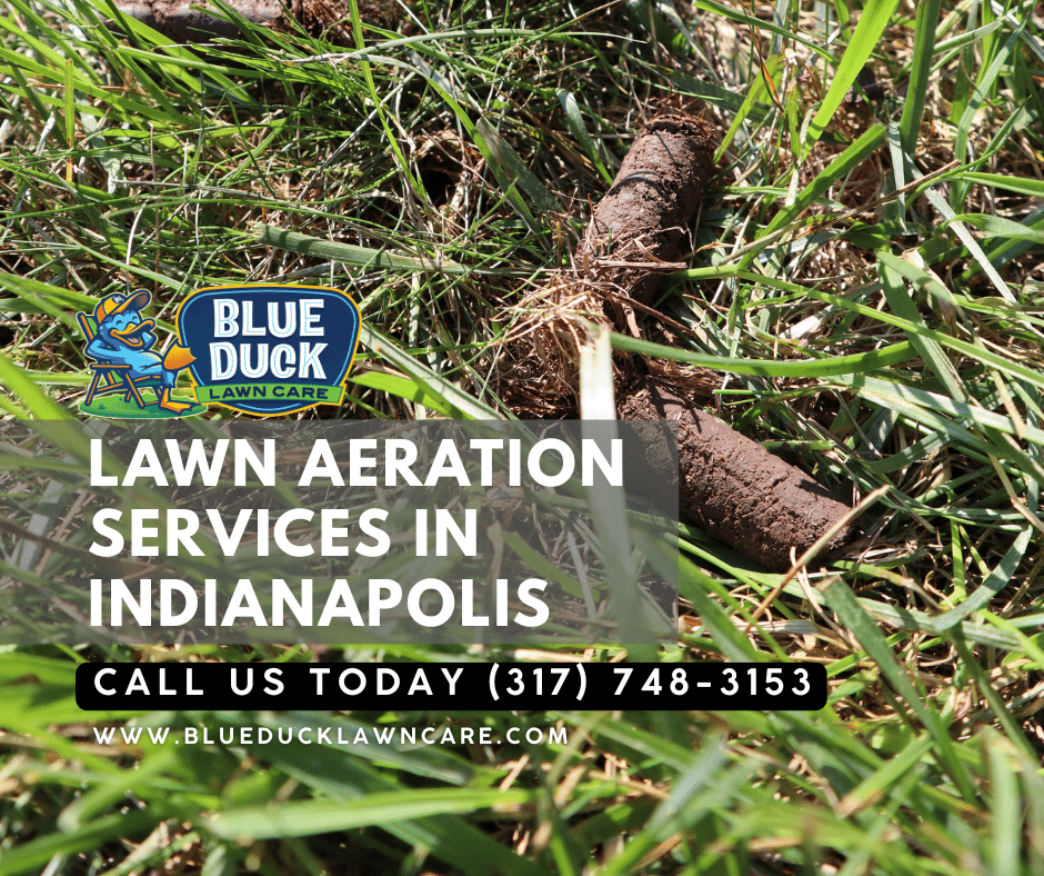 Core plugs on a lawn showing the lawn aeration benefits for compacted soil in Indianapolis. Blue Duck Lawn Care offers lawn aeration services.