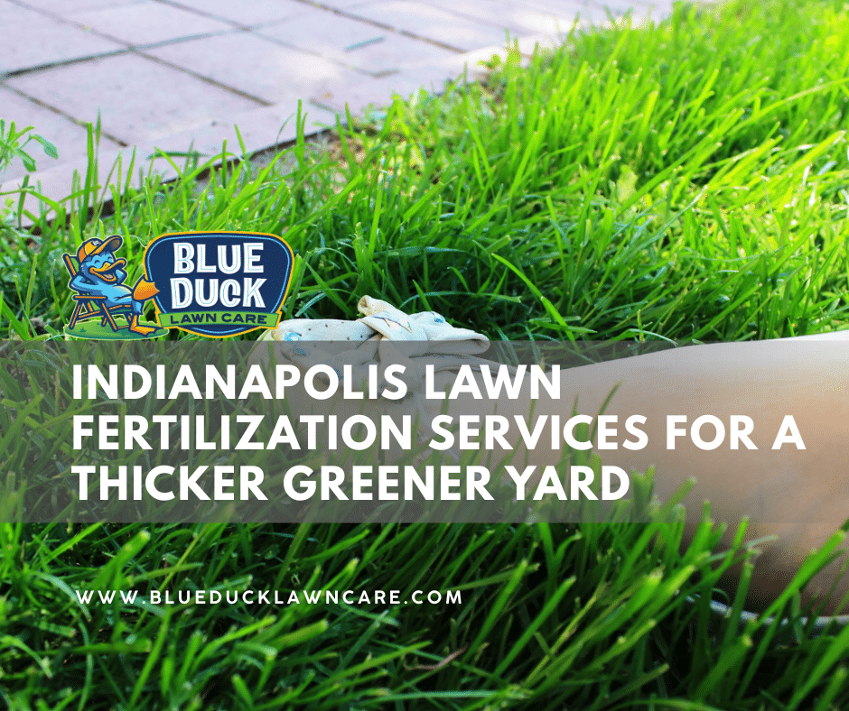Thick green grass after expert Indianapolis lawn fertilization services from Blue Duck Lawn Care in Indianapolis.