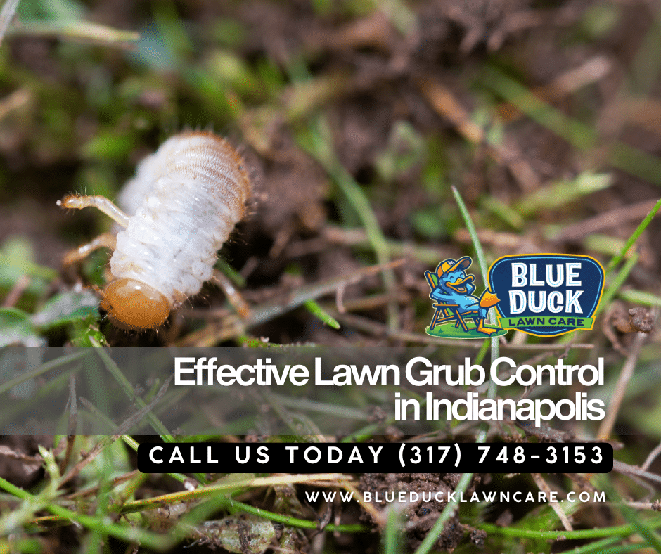 Close up of destructive grub that lawn grub control targets before damage occurs in Indianapolis yards.