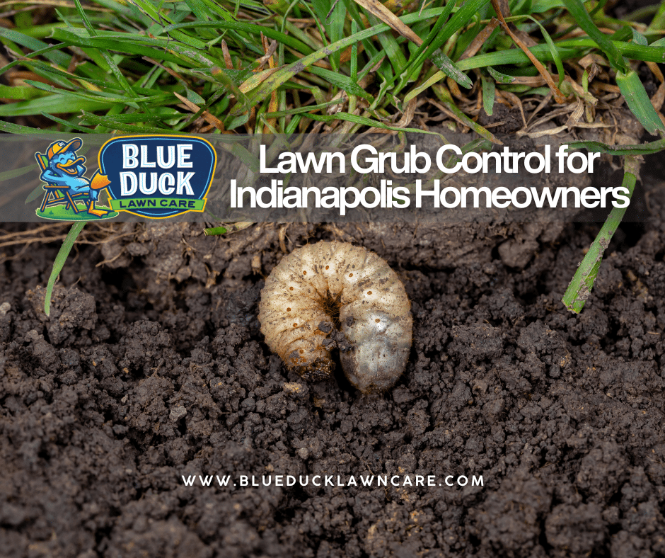 White grub in soil showing why homeowners need professional lawn grub control from Blue Duck Lawn Care in Indianapolis