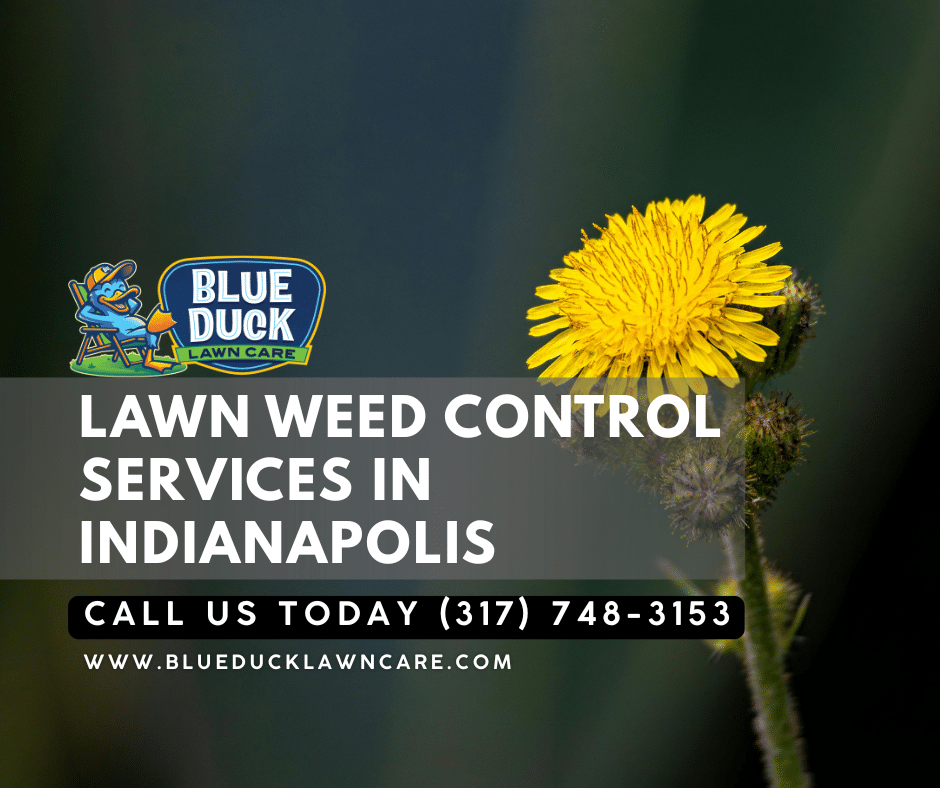 Typical weed problem in Indianapolis yards the very reason homeowners seek professional lawn weed control from Blue Duck Lawn Care.