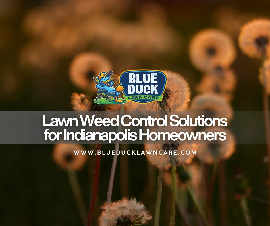 Lawn Weed Control Solutions for Indianapolis Homeowners