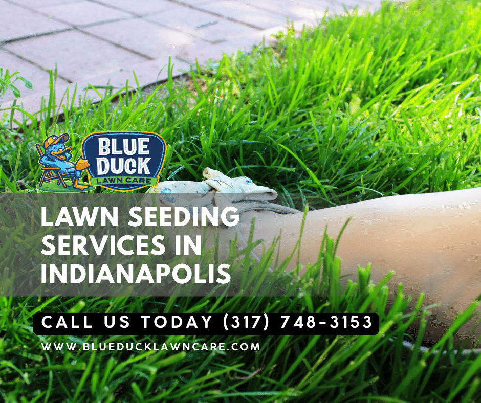 Thick young turf establishing after professional selection of best grass seed for Indiana by Blue Duck Lawn Care.