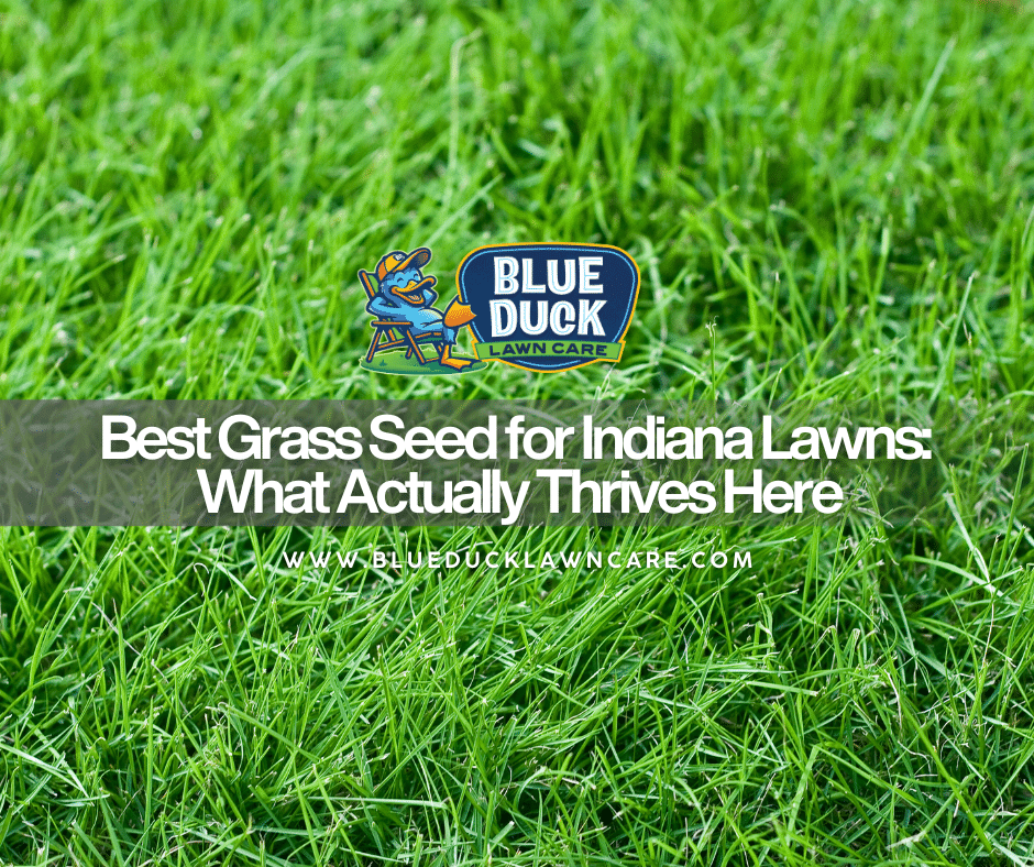 Best Grass Seed for Indiana Lawns What Actually Thrives Here
