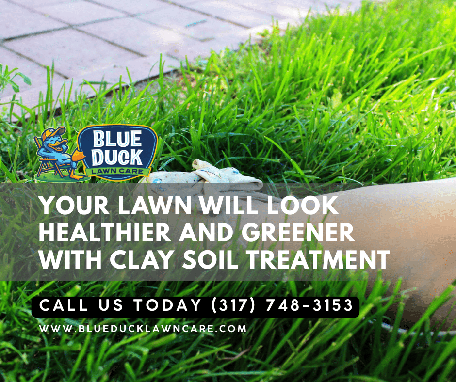 Healthy green grass thriving on Indianapolis soil after applying best clay soil treatment with organic biochar from Blue Duck Lawn Care.