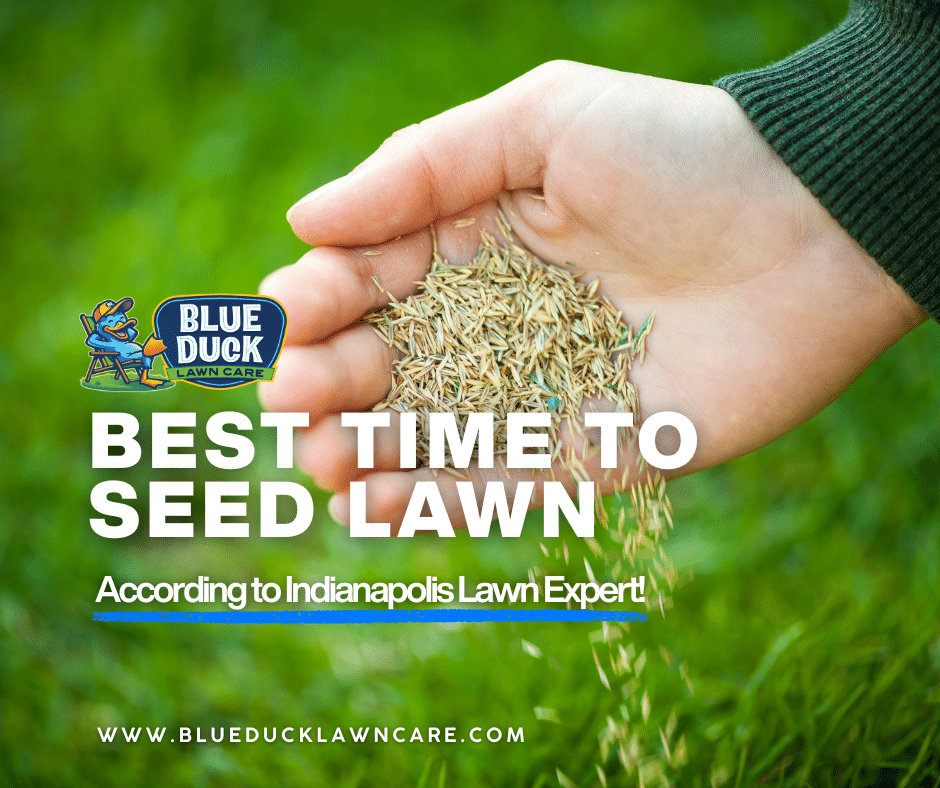 Seeds in hand waiting for proper timing because fall is the best time to seed lawn for Indiana clay soil.