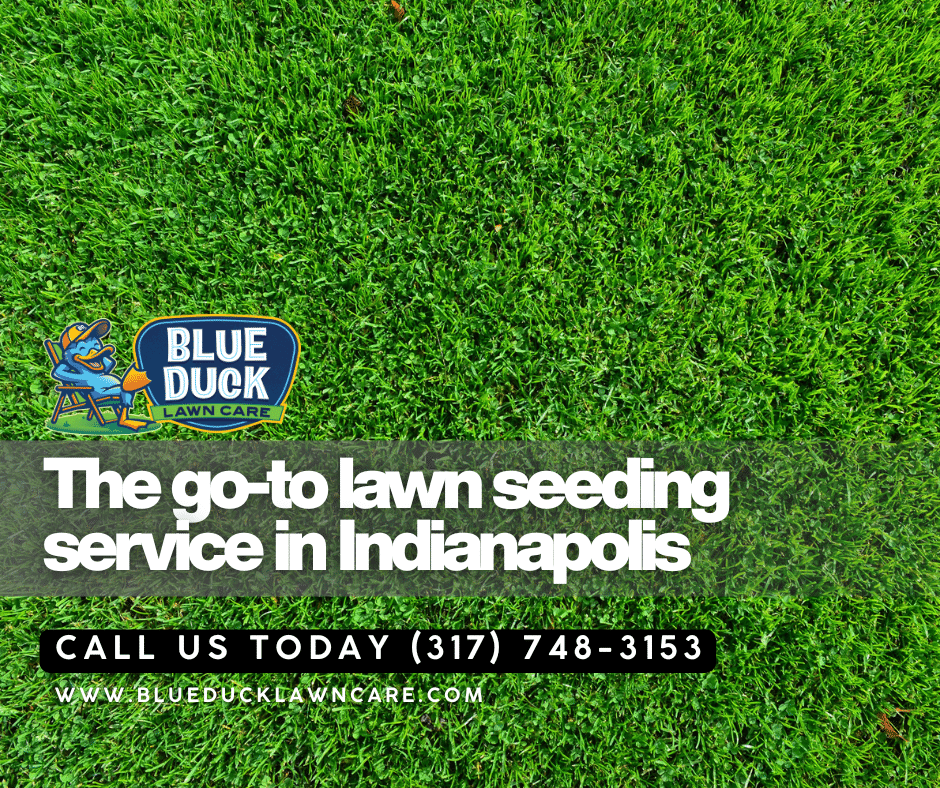 Thick grass growing on Indiana clay soil proof that best time to seed lawn is fall not spring for Indianapolis homeowners and surrounding communities.