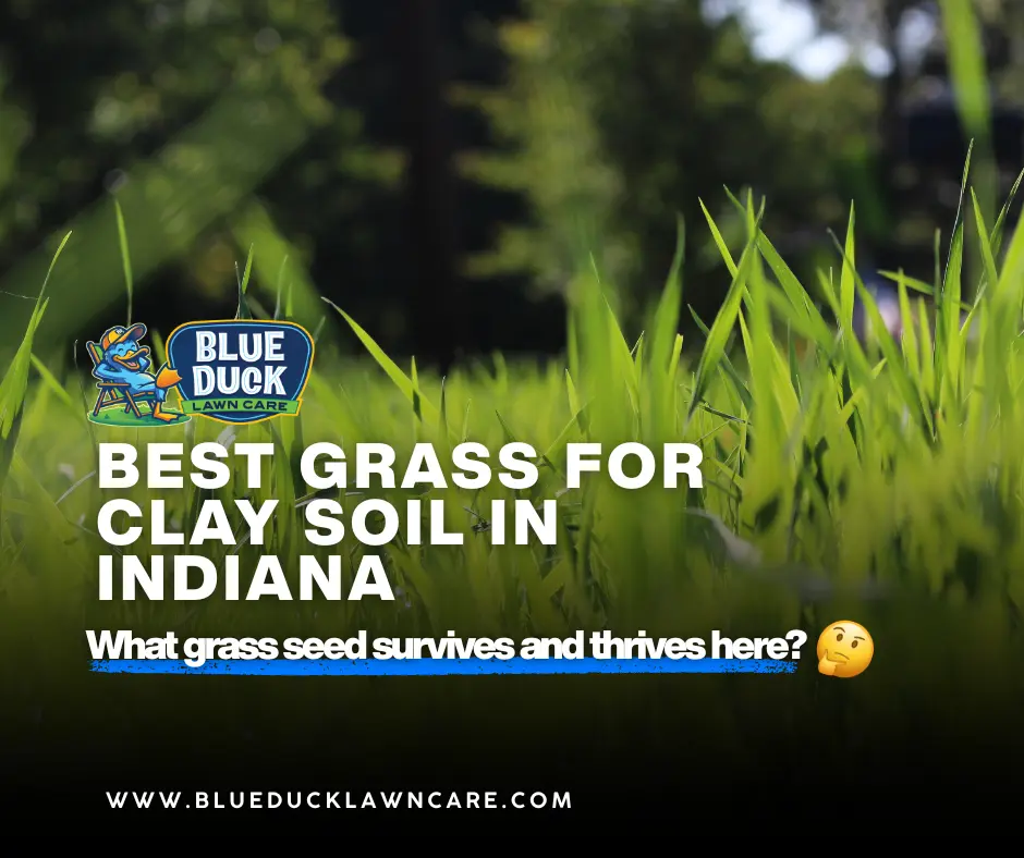 Best Grass for Clay Soil in Indiana: What Survives and Thrives?