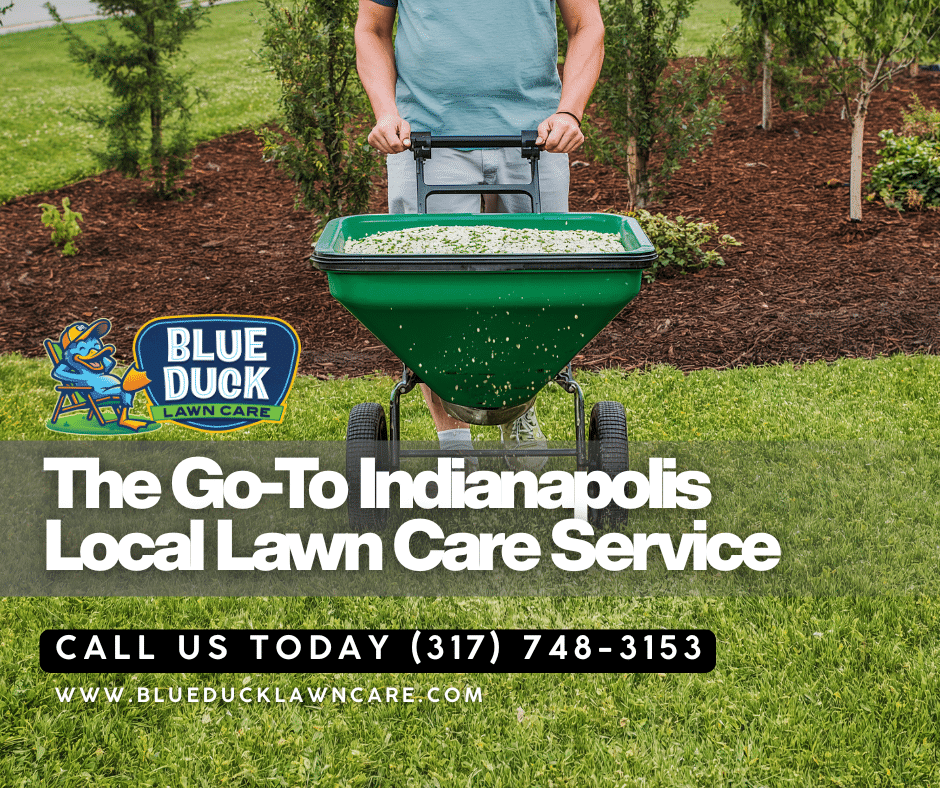 Thick green Indianapolis lawn proof that Indy local lawn care works better than[ out-of-state corporate owned services.