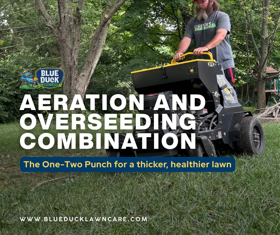 Aeration and overseeding combination service being applied to a lawn in Fishers, Indiana by a professional Blue Duck Lawn Care technician.