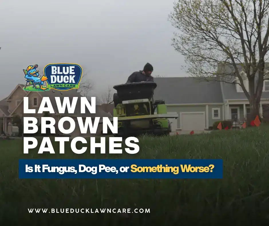 Blue Duck Lawn Care technician inspecting lawn brown patches on a Noblesville home in Central Indiana to diagnose fungus, dog spots, or grub damage.