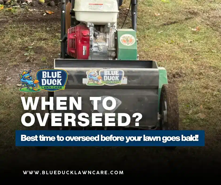 Blue Duck Lawn Care's slice seeding machine operating on Indianapolis lawn during recommended window when to overseed in Central Indiana.