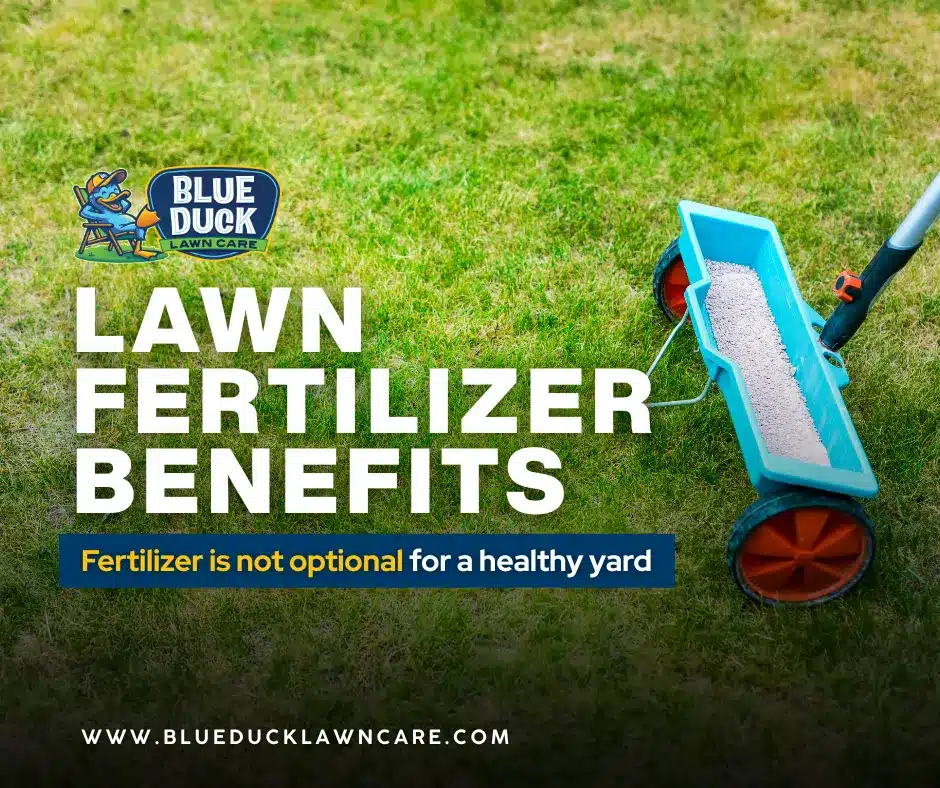 Broadcast spreader applying fertilizer to show lawn fertilizer benefits for a thick, green Indianapolis lawn