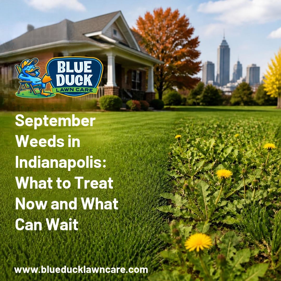 Fall Weed Control Indianapolis: September Weeds