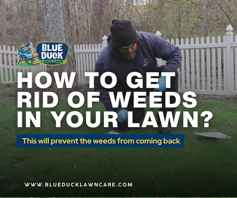 Blue Duck Lawn Care technician performing weed control service on Indianapolis lawn demonstrating how to kill lawn weeds from the roots up for Central Indiana homeowners.