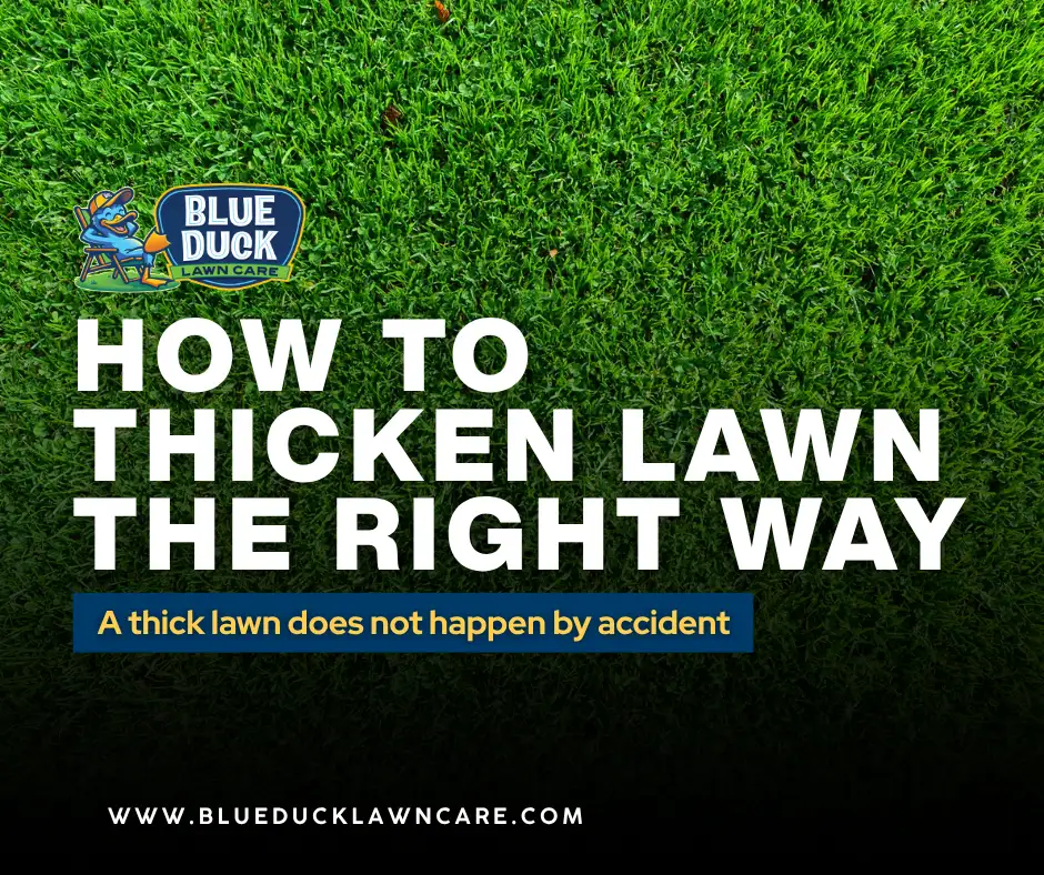 Thick green lawn in Indianapolis showing how to thicken lawn with proper aeration and overseeding from Blue Duck Lawn Care.