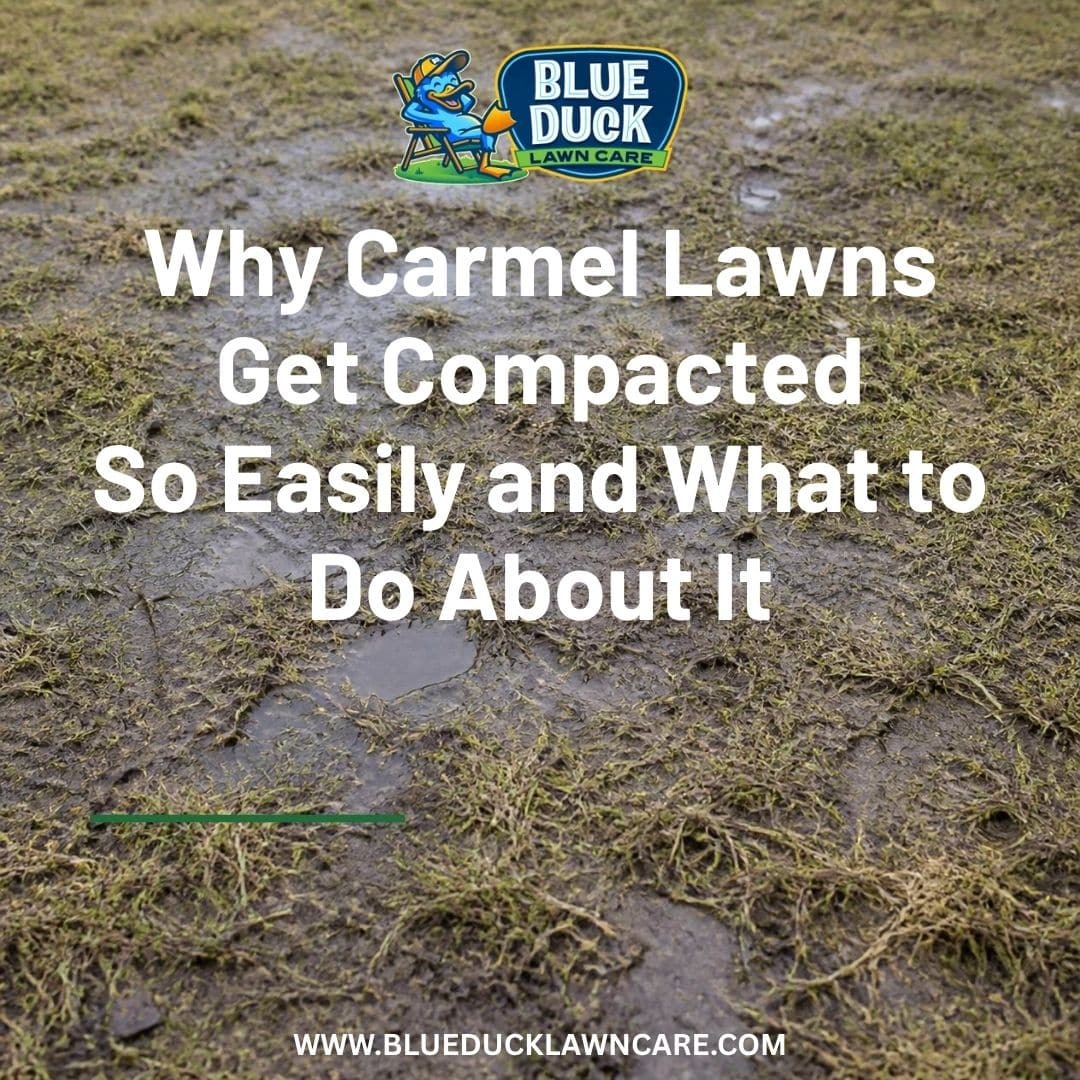 Compacted Lawn Carmel Indiana: Causes and Solutions