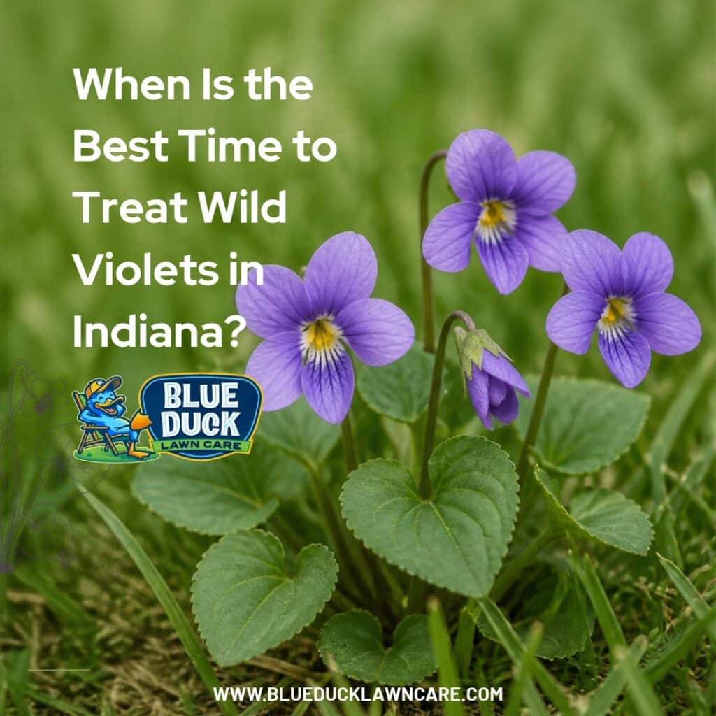Wild violet treatment Indiana lawn showing purple wild violet flowers and heart-shaped leaves spreading through grass in Noblesville.