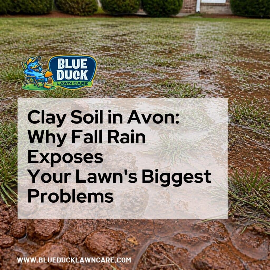 Clay soil lawn Avon Indiana showing poor drainage, soggy grass, and soil compaction after heavy fall rain.